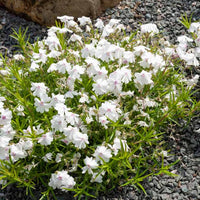 3 Phlox mousse Maischnee - Phlox subulata maischnee - Plantes d'extérieur