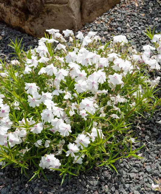 3 Phlox mousse Maischnee - Phlox subulata maischnee - Plantes d'extérieur