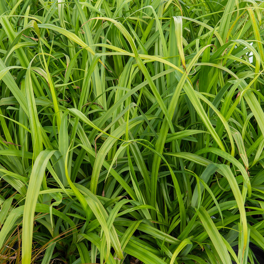 3 Laîches pendantes - Carex