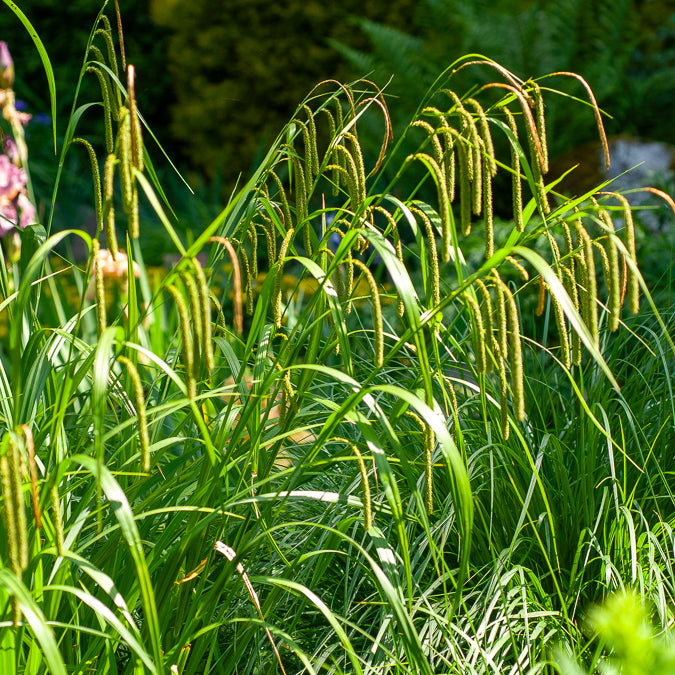 Laîche pendante - Carex - Bakker