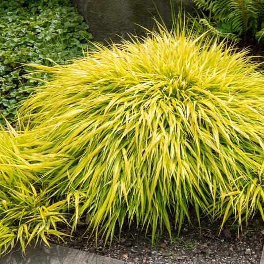 Herbe du Japon All Gold - Bakker