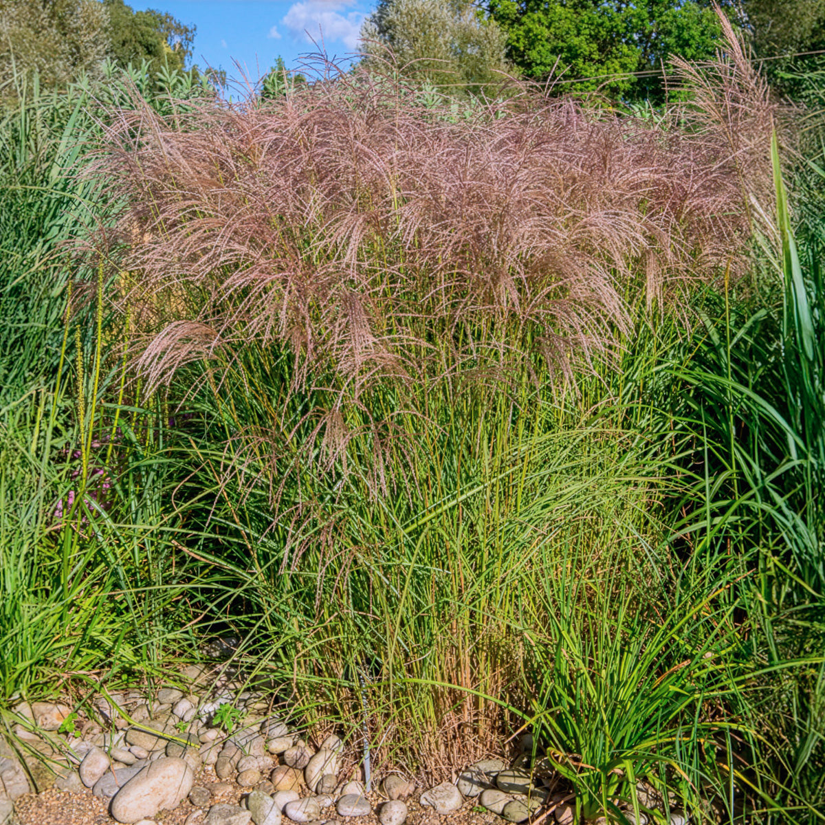 Eulalie - Miscanthus - Eulalie Flamingo - Miscanthus sinensis flamingo