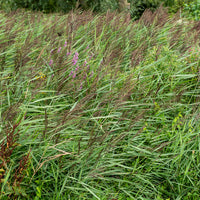 Phragmites australis - Roseau commun - Plantes de berge