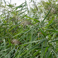 Plantes de berge - Roseau commun - Phragmites australis