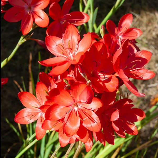 Lys des cafres 'Major' - Schizostylis coccinea major - Bakker