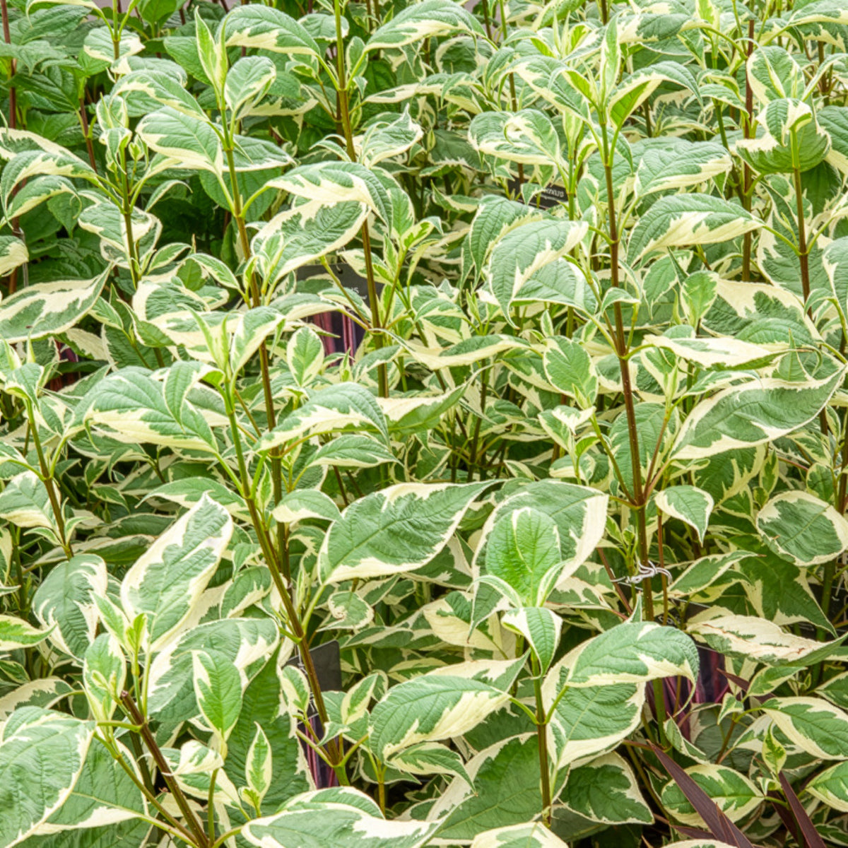 Cornus alba elegantissima - Cornouiller blanc Elegantissima - Arbustes