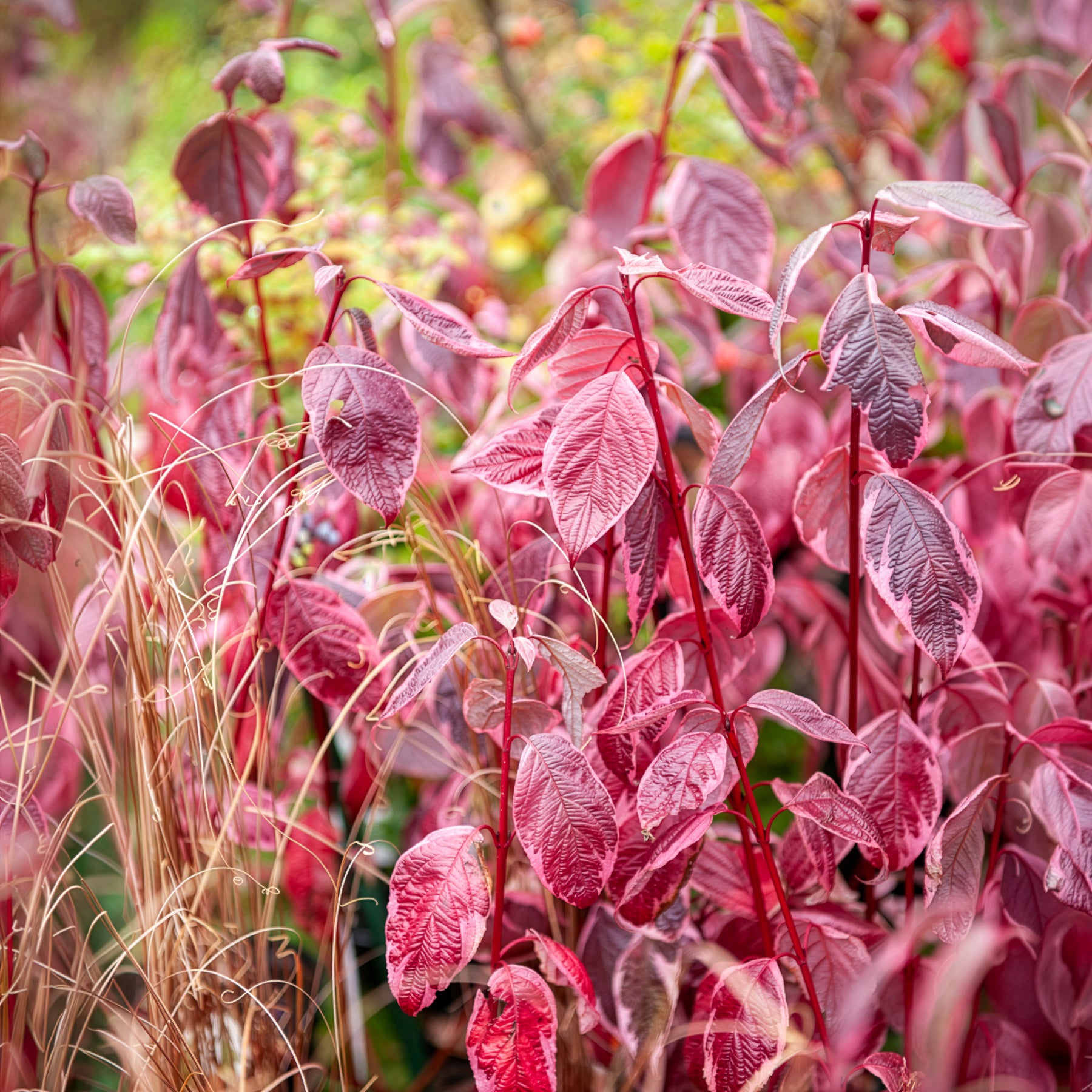 Arbustes - Cornouiller blanc Elegantissima - Cornus alba elegantissima