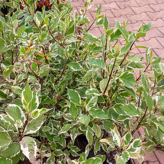 Cornouiller blanc Elegantissima - Bakker