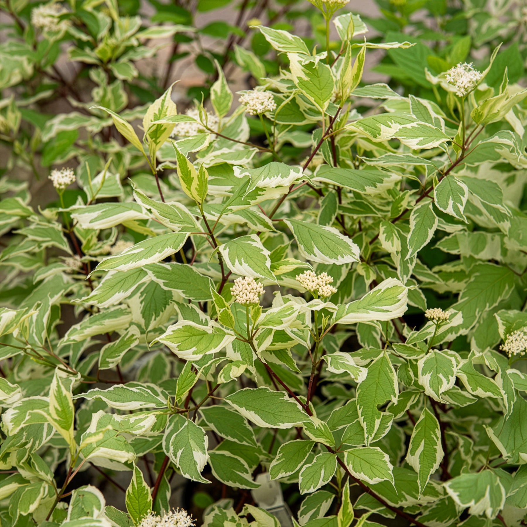 Vente Cornouiller blanc Elegantissima