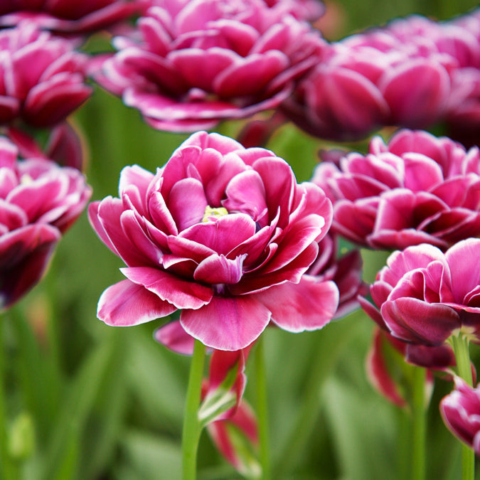 Tulipa Dream Touch - 7 Tulipes à fleurs de pivoine Dream Touch - Bulbes de Tulipe