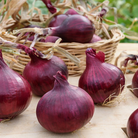 Oignon rouge Red Baron Bio - Bakker