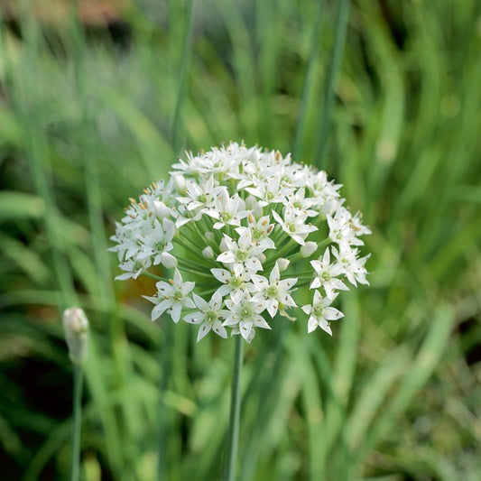 Ciboule de Chine - Bakker