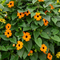 Vente Suzanne orange aux yeux noirs  - Thunbergia alata Sunny Susy®