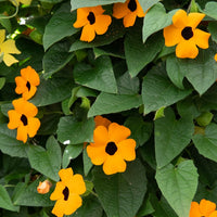 Plantes de terrasses et balcons pour pot et balconière - Suzanne orange aux yeux noirs  - Thunbergia alata Sunny Susy®
