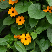 Suzanne orange aux yeux noirs  - Thunbergia alata Sunny Susy® - Bakker