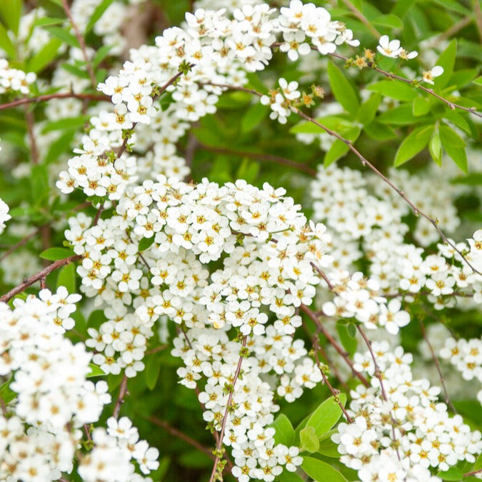 Spirées - Spiraea dentelée - Spiraea arguta