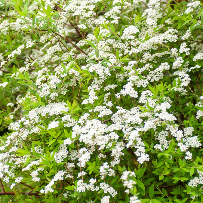 Spiraea arguta - Spiraea dentelée - Spirées