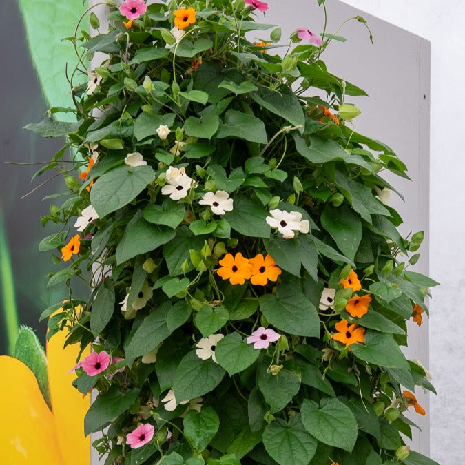 3 Suzannes aux yeux noirs en mélange - Thunbergia alata sunny susy® - Bakker