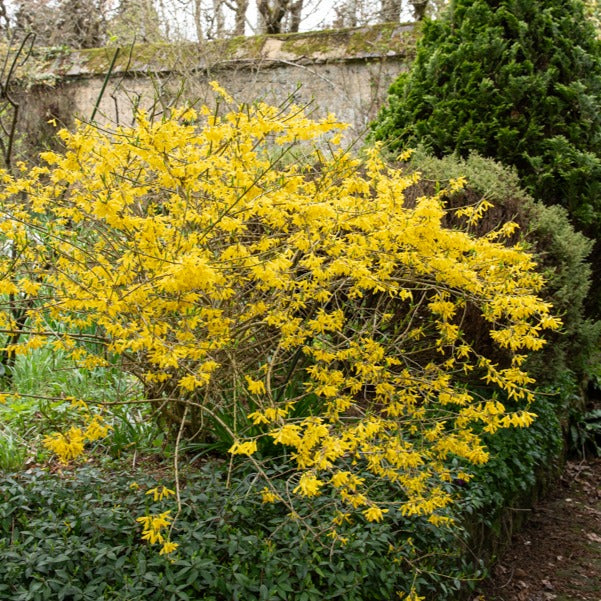 Forsythia Marée d'Or ® - Forsythia Marée d'Or ® - Bakker
