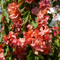 Bougainvillier Orange - Bougainvillea orange - Bakker