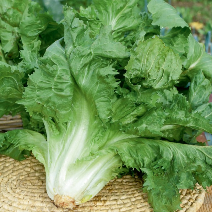 Chicorée scarole en cornet de Bordeaux - Cichorium endivia latifolium cornet de bordeaux - Bakker