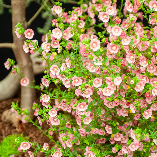 Mauve du Cap - Bakker