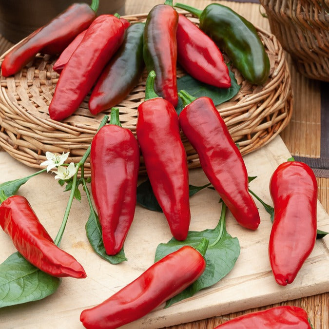 Piment d'Espelette - Gorria - Bakker
