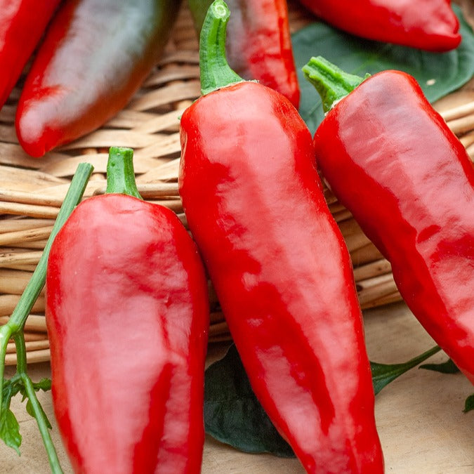 Capsicum annuum gorria - Piment d'Espelette - Gorria - Graines de piments