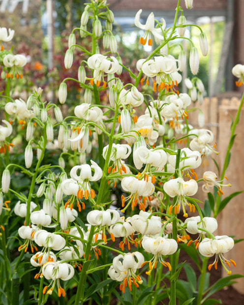 Lys Snowy morning - Lilium 'snowy morning' - Lys