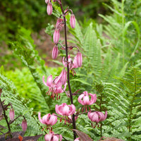 Lys 'Pink morning' - Lilium 'pink morning' - Bulbes à fleurs