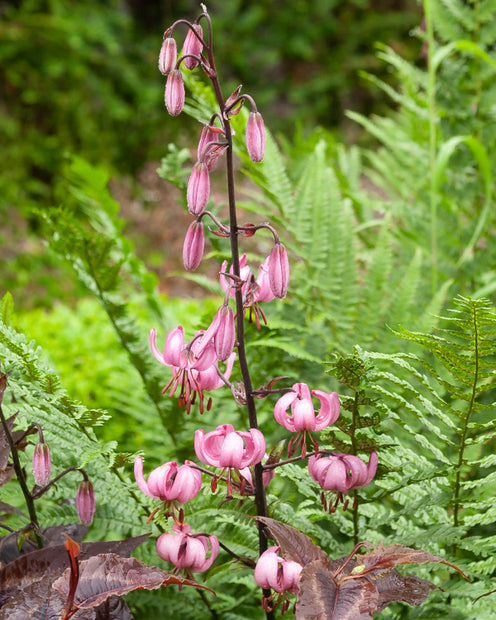 Lys 'Pink morning' - Lilium 'pink morning' - Bulbes à fleurs