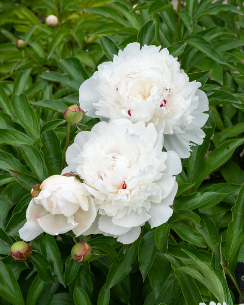 Pivoine Festiva Maxima - Paeonia lactiflora 'festiva maxima' - Plantes d'extérieur