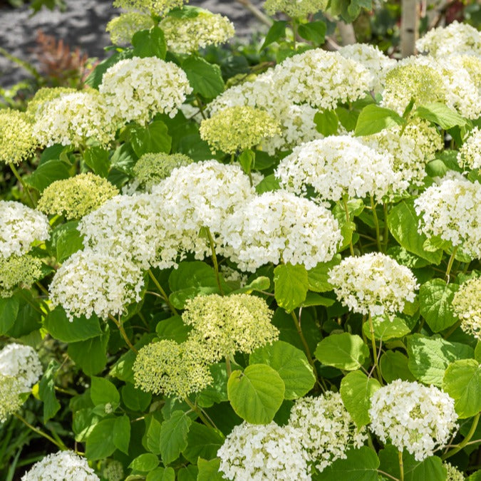Vente Hortensia 'Strong Annabelle' - Hydrangea arborescens 'strong annabelle'