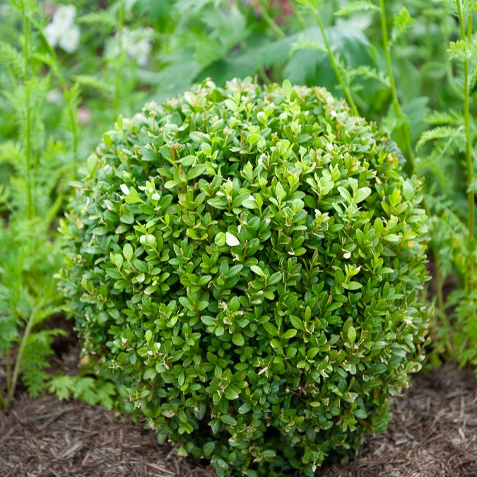Buis boule - Buxus sempervirens - Bakker