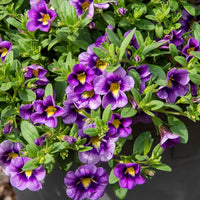 Vente 3 Mini-pétunias Bumble Bee - Calibrachoa Cabaret® Bumble Bee