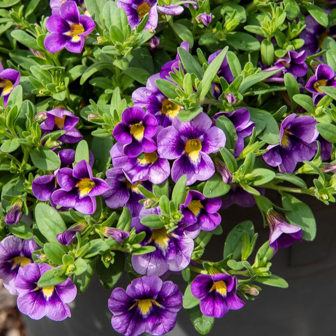 Vente 3 Mini-pétunias Bumble Bee - Calibrachoa Cabaret® Bumble Bee