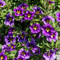 Vente 3 Mini-pétunias Bumble Bee