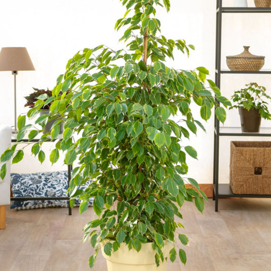 Ficus benjamina Golden King - Bakker