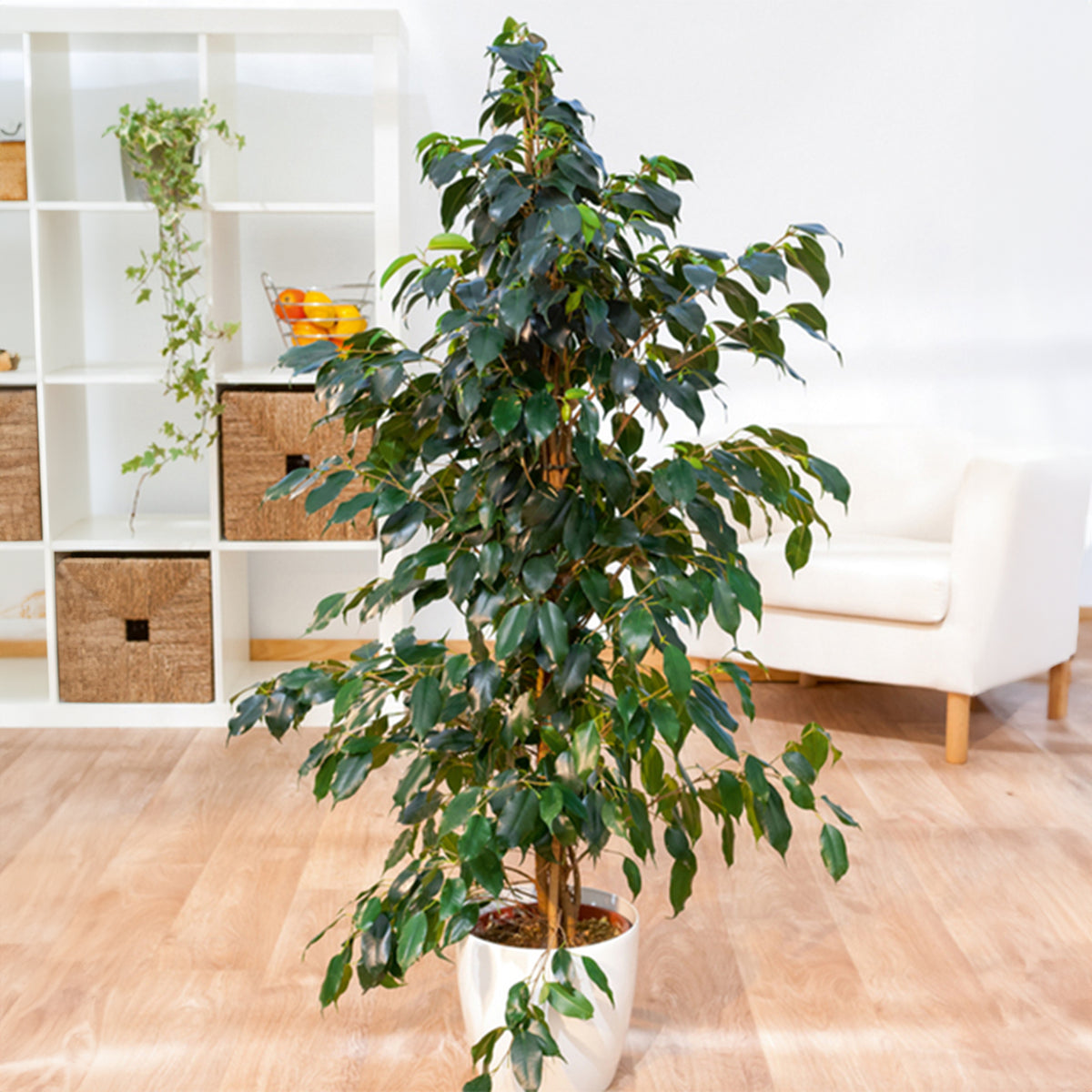 Ficus benjamina Danielle - Ficus benjamina Danielle - Bakker