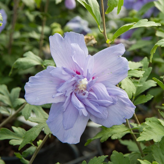 Hibiscus Blue Chiffon - Hibiscus Syriacus Blue Chiffon - Arbustes
