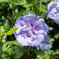 Hibiscus Blue Chiffon - Hibiscus Syriacus Blue Chiffon - Arbustes fleuris