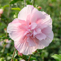 Hibiscus Syriacus Pink Chiffon - Hibiscus Pink Chiffon - Hibiscus