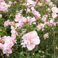 Hibiscus Pink Chiffon - Hibiscus Syriacus Pink Chiffon - Arbustes fleuris
