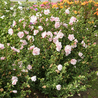 Hibiscus Pink Chiffon - Hibiscus Syriacus Pink Chiffon - Plantes d'extérieur
