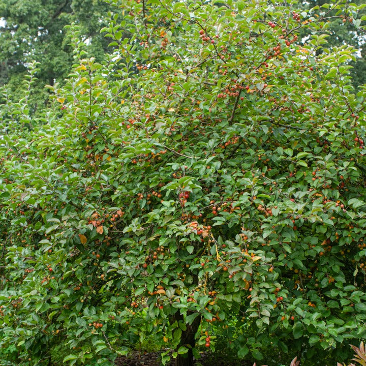 Pommier à fleurs - Pommier d'ornement Evereste Perpetu - Malus Evereste Perpetu