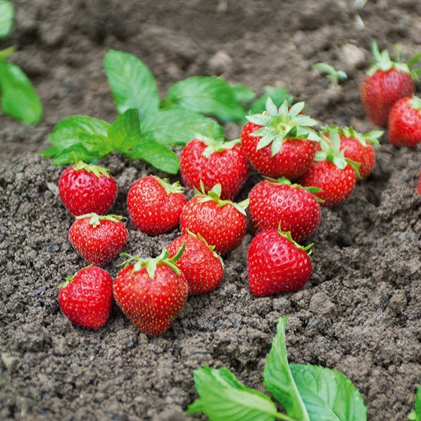 Fraisier remontant Charlotte - Bakker