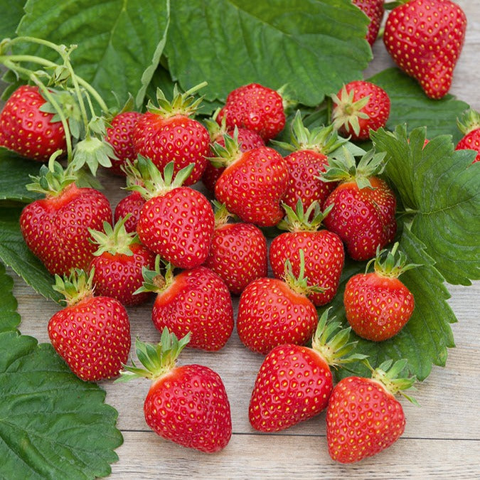 Fraisier Rubis des jardins - Bakker