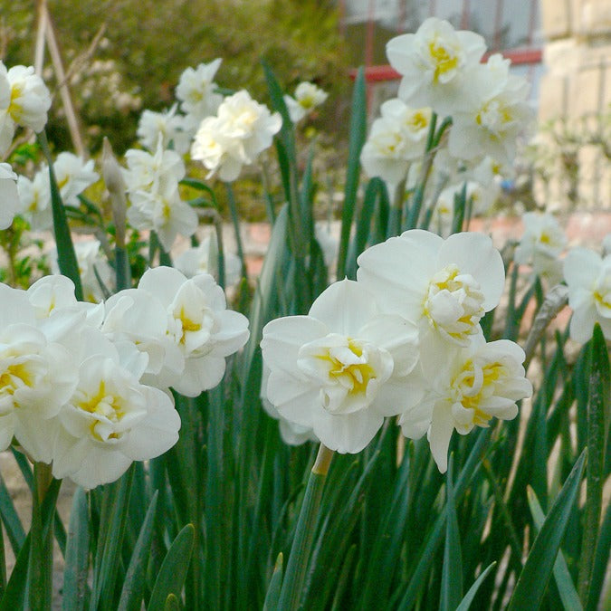 5 Narcisses 'Cheerfulness' - Bakker