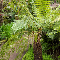 Fougère arborescente australe - Cyathea Australis - Bakker
