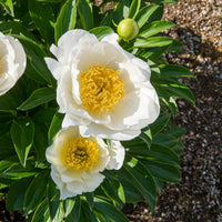 Paeonia lactiflora Jan Van Leeuwen - Pivoine Jan Van Leeuwen - Racines nues